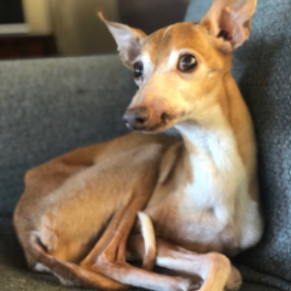 snaggle tooth italian greyhound