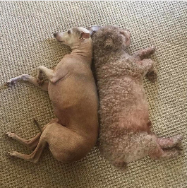 two dogs laying back to back