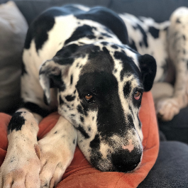 beautiful big great dane