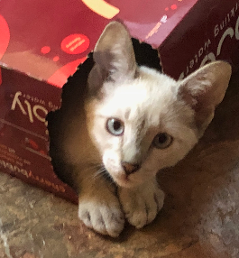 sweet white kitten