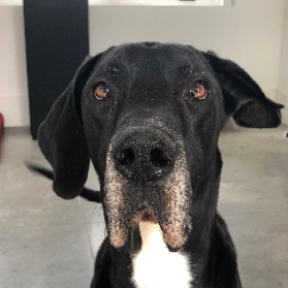 big black beautiful great dane